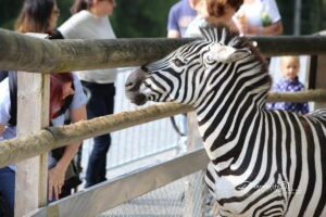 Walter Zoo