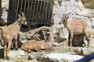 Wildpark Peter und Paul St. Gallen
